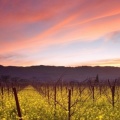 Timeline - Sunset and Wild Mustard, Napa Valley Vineyards, California.jpg