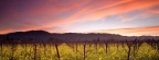 Timeline - Sunset and Wild Mustard, Napa Valley Vineyards, California
