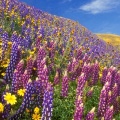 Timeline - The Scent of Spring, Gorman, California