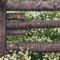 Timeline - Wild Chamomile, Gunnison National Forest, Colorado