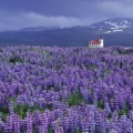 Timeline - Wild Lupine and Church, Near Hellissandur, Snaefellsnes Peninsula, Iceland