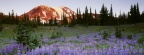 Timeline - Wild Lupine and Mount Adams at Sunset, Washington