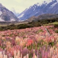 Timeline - Wild Lupine, Mount Cook National Park, New Zealand