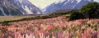 Timeline - Wild Lupine, Mount Cook National Park, New Zealand