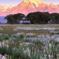 Timeline - Wild Mountain, Owens Valley, California