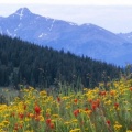 Timeline - Wildflowers, Shrine Pass, Colorado.jpg