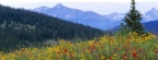Timeline - Wildflowers, Shrine Pass, Colorado