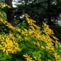 Timeline - Woodland Sunflowers, Great Smoky Mountains National Park, Tennessee