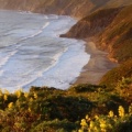 Timeline - Yellow Lupine Above McClure's Beach, Point Reyes National Seashore, Marin County, California