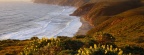 Timeline - Yellow Lupine Above McClure's Beach, Point Reyes National Seashore, Marin County, California