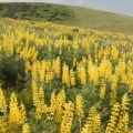 Timeline - Yellow Lupine, Emigrant Hill, Oregon.jpg