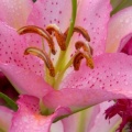 Asiatic Lily, Washington.jpg