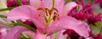 Asiatic Lily, Washington