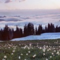 Avalanche Lilies at Appleton Pass, Olympic National Park, Washington