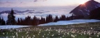 Avalanche Lilies at Appleton Pass, Olympic National Park, Washington