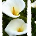 Calla Lilies