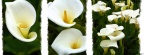 Calla Lilies