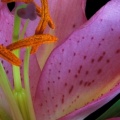 Exotic Lily