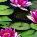 Fragrant Water Lilies