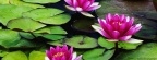 Fragrant Water Lilies