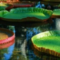 Giant Victoria Regia Water Lily