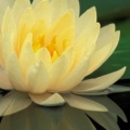 Hybrid Water Lily