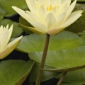 Hybrid Waterlilies, White River Gardens State Park, Indianapolis, Indiana