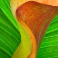 Orange Calla Lily