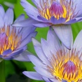 Purple Water Lilies