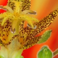 Toad Lily