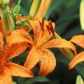 Trio of Hybrid Daylilies