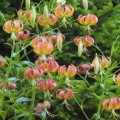 Turk's Cap Lilies