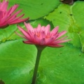 Water Lily, Helani Gardens, Maui