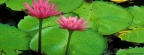 Water Lily, Helani Gardens, Maui