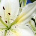 White Lilies