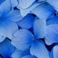 Blue Poppy.jpg