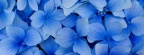 Blue Poppy