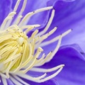 Close-up of a Cosmos Flower, Maine