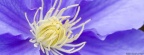 Close-up of a Cosmos Flower, Maine