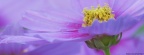 Colorful Cinerarias