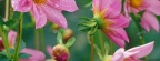 Nasturtium Flowers