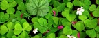 Oxalis in Spring