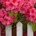 Rhododendrons, Mount Hood