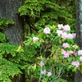 Rhododendrons