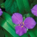 Spring Crocus