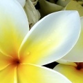 Tropical Plumeria