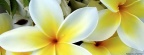 Tropical Plumeria