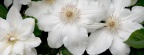 White Crocus