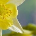 Yellow Iris