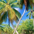 Cover FB  Palm Paradise, Seychelles